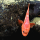 Illustration for article titled All The Dumbass Fish At The Aquarium…Ranked
